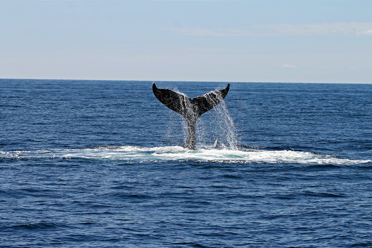 Whale Watching Season in Mozambique: An Unforgettable Experience